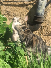 Cats still catting Part 4