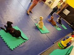 Does anyone fancy a puppy survival thread part 3