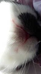 So who got a new kitten recently? Let's see then.