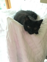 So who got a new kitten recently? Let's see then.