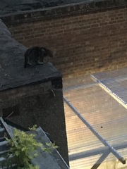 Cats still catting Part 4