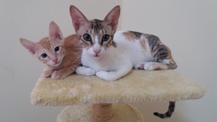 So who got a new kitten recently? Let's see then.