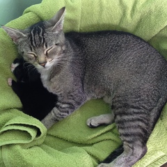 New fosters - mum and ickle kitten (with pics)!