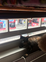 Cats still catting Part 4