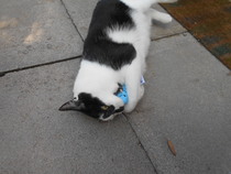 Cats still catting Part 4