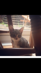 New kitten!!