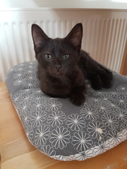 So who got a new kitten recently? Let's see then.