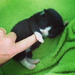 New fosters - mum and ickle kitten (with pics)!