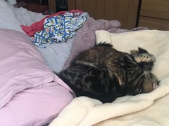 Cats still catting Part 4