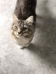Cats still catting Part 4