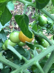 Allotment?Veg Patch Thread 10 - Plotmenters  busy into summer ! and loving James Wong
