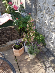 Find out how MNers are getting on with their Homebase Garden Goals challenge NOW CLOSED