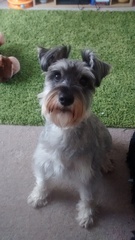 Tell me what dog to get!