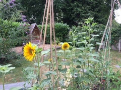Allotment?Veg Patch Thread 10 - Plotmenters  busy into summer ! and loving James Wong