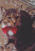 Tell us what your pets mean to you - for a chance to win a Fitbit Alta plus a copy of Finding Gobi. Now closed.