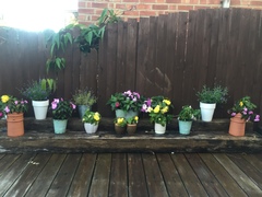 Find out how MNers are getting on with their Homebase Garden Goals challenge NOW CLOSED