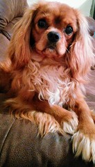 Housetrained 1 year old suddenly...not