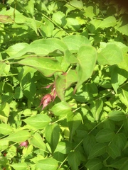 Are these weeds please