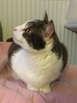 Cats still catting Part 4