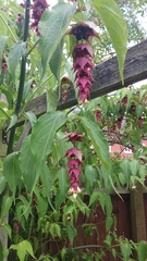 Plant or Weed id please