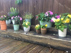 Find out how MNers are getting on with their Homebase Garden Goals challenge NOW CLOSED