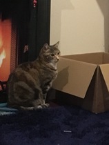 Week 8 - Summer Low Carb Bootcamp - two months almost done ...