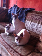 Week 8 - Summer Low Carb Bootcamp - two months almost done ...