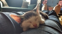 So who got a new kitten recently? Let's see then.
