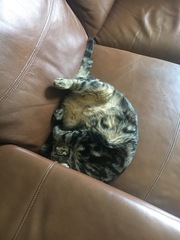 Cats still catting Part 4