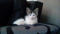 New kitten 😸 is she a Calico???