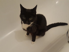 Cats still catting Part 4