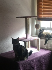 Cats still catting Part 4