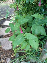 What are these plants please?