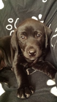 Does anyone fancy a puppy survival thread part 3