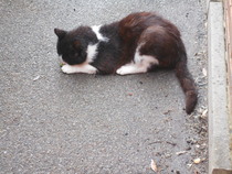 Cats still catting Part 4