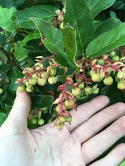 Plant identification please!