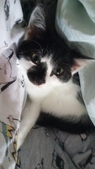 So who got a new kitten recently? Let's see then.