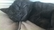Cats still catting Part 4