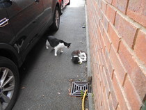Cats still catting Part 4