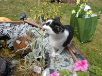 Cats still catting Part 4