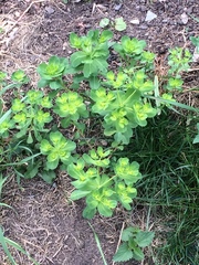 What is this plant growing in my lawn?
