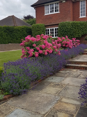 Any idea what these flowers are?