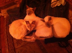 Week 8 - Summer Low Carb Bootcamp - two months almost done ...