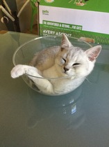 Switching kittens from cheapo wet pouches to better quality, how long do the runs last?