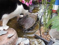 Cats still catting Part 4