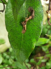 Does anyone know what's up with trachelospermum please?