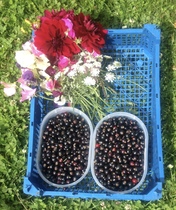 Allotment?Veg Patch Thread 10 - Plotmenters  busy into summer ! and loving James Wong
