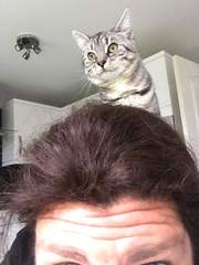 Cats still catting Part 4