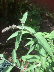 Are these weeds please