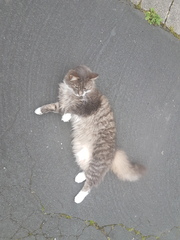 Cats still catting Part 4